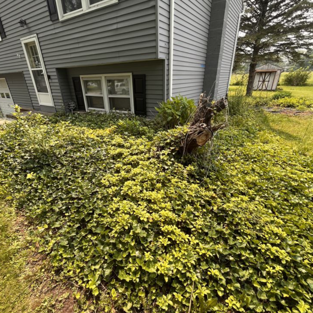 Land Clearing